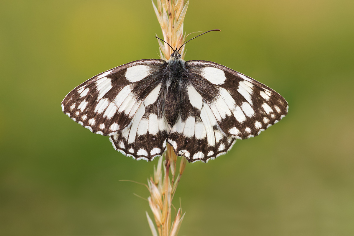 Marbled White 1